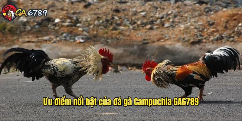 da-ga-campuchia-ga6789-uu-diem