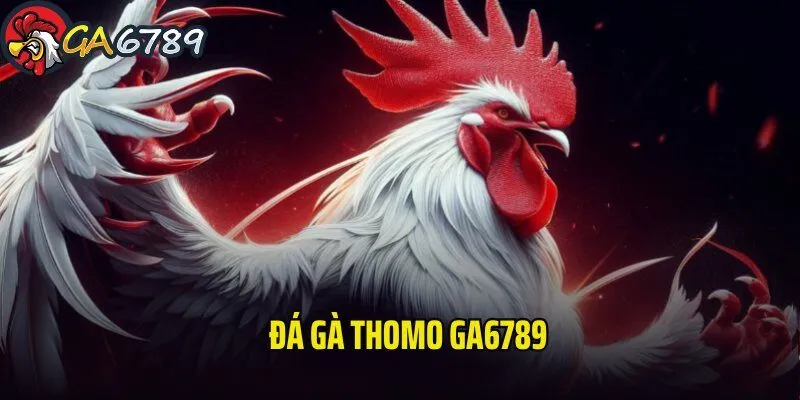 Đá Gà Thomo GA6789 – Thiên Đường Chọi Kê Hàng Đầu 2025